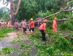 Sempat Macet, TNI Polri dan BPBD  Dibantu Warga Evakuasi Pohon Tumbang 