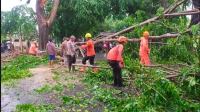 Sempat Macet, TNI Polri dan BPBD  Dibantu Warga Evakuasi Pohon Tumbang 