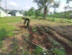 Agar Hasil Maksimal, Babinsa Wonopringgo Lakukan Penyulaman Jagung Dan Pembersihan Rumput 