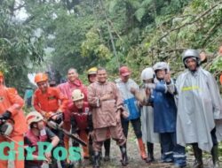 Pohon Tumbang Tutup Akses Jalan Raya di Petungkriyono