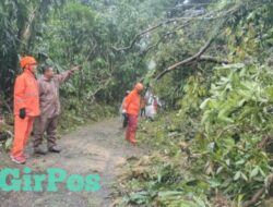 Pohon Tumbang Tutup Akses Jalan Raya di Petungkriyono