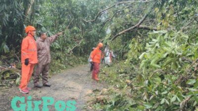 Pohon Tumbang Tutup Akses Jalan Raya di Petungkriyono
