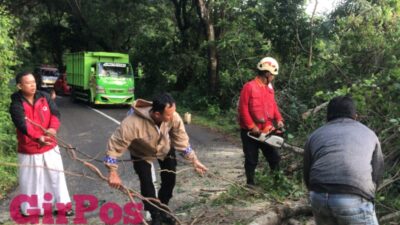 Polisi Bersama PMI Pekalongan Evakuasi Pohon Tumbang ini!