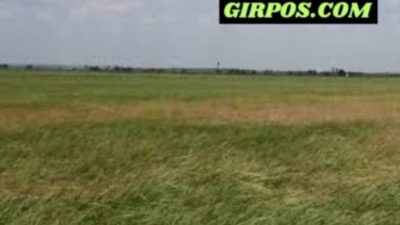 Pupuk Subsidi Jadi Keluhan Petani Desa Simpang Datuk