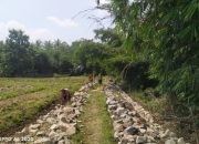 DD Pekon Tanjung Anom Laksanakan Pembangunan TPT dan Penimbunan Jalan Pertanian