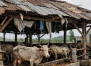 Ketapang Sei Bamban Disorot, Proyek Penggemukan Lembu Diduga Merugi Rp251 Juta