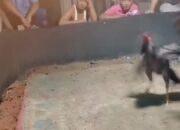 600 Meter dari Kantor Desa, Arena Judi Sabung Ayam Bebas Beroperasi
