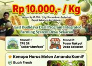 Serbu Melon Amanda Desa Sekaran: Manis Asli, Harga Merakyat Rp10 Ribu per Kg, Bukti Sukses Integrated Farming System