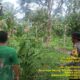 Bhabinkamtibmas Bripka Anton Lendra Terus Aktif Imbau Masyarakat Untuk Melaksanakan Program P2B