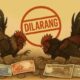 Dugaan Judi Sabung Ayam Didesa Sungai Belida Mencuat, Taruhan Tembus Hingga Puluhan Juta Minta APH Segera Bertindak 