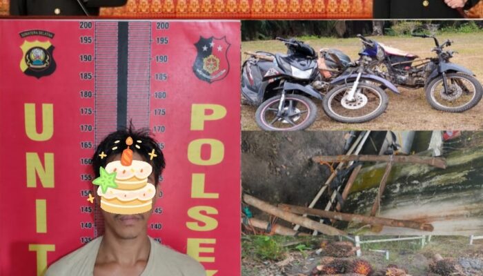 Polsek Talang Ubi Ungkap Pencurian 22 Tandan Sawit di Areal Perusahaan